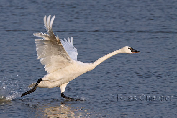 Tundra Swan © Russ Chantler